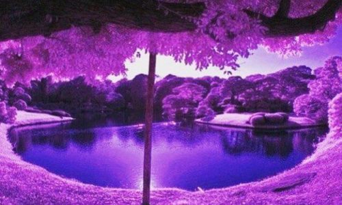 The Game выпустил песню-трибьют Принцу